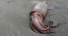 Giant squid wash up on Vancouver Island