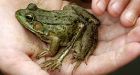 Frog's five legs trigger pollution concern