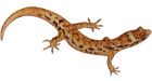 Geckos' tight grip triggered by gravity