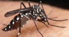 'Chikungunya is coming,' expert warns of virus