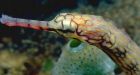 Pregnant pipefish dads cannibalize young