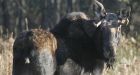 Murderous moose now suspect in woman's death, not husband