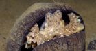 Scientists find coconut-carrying octopus