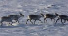 N.W.T. bans hunting Bathurst Caribou in winter range