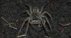 Female cannibalistic spiders find males distasteful