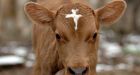 Holy Cow : Farmer sees divine sign in cow born at Connecticut dairy