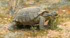 Solar energy complex could hurt tortoises