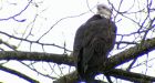 Eagle count near Squamish better than last year