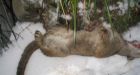 Boy calls dog who fought off cougar his 'guardian'