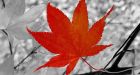 Canadians believe planet in peril: Poll