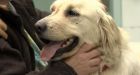 Dog undergoes surgery after saving B.C. boy from cougar