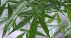 Fla. man calls detectives after pot plants seized