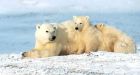 Inuit input wanted on polar bears: Nunavut Tunngavik
