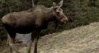 Parks Canada planning N.L. moose cull