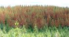 Pine beetle blamed for B.C. forestry layoffs