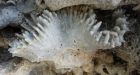 Coral reefs 'cradles' for new species