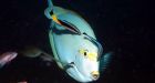 Male cleaner fish punish females for poor service