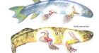 Evidence fish grew legs much earlier than thought