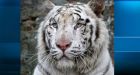 Chilean zoo celebrates birth of 5 rare white tigers