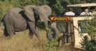 Mother elephant kills mom, baby