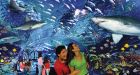 Ripley's counting on sharks to snag aquarium visitors
