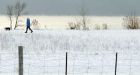 Keep winter walks safe for Fido