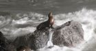 Where did San Francisco's sea lions go? Try Oregon