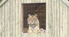 Ontario man killed by tiger he kept on his property