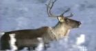 Baffin Island caribou sightings few: Inuit