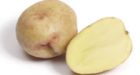 'Yukon Gem' improves on well-known potato