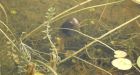 Endangered sea turtles freed off Florida after cold