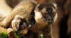 Animals rafted to Madagascar: study