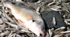 Deadly VHS fish virus found in Lake Superior