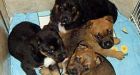 Abandoned puppies saved from Alberta winter