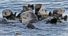 Hungry otters stray into fishermen's territory