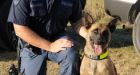 Police dog dies in training mishap