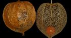 Holy Cow! Britain mulls a ban on Chinese lanterns over fears they may maim livestock