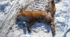 Snowmobilers killed fox, couple says
