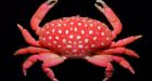Marine census grows near completion
