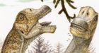 Rare skulls reveal new dinosaur species