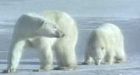 Countries urged to reject U.S. ban on polar bear trade