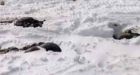 Labrador caribou kill brings few charges