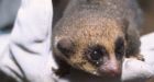 Canadian scientist helps discover long-lost species