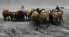 Iceland's farmers try to save herds from toxic ash