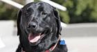 Dog denied chance to run in Bowmanville