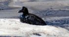 Syncrude worker statements on duck deaths released