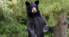 Police shoot, kill black bear in London, Ont.