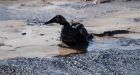 Alta judge denies Syncrude bid to toss charges over oily deaths of 1,600 ducks