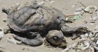 Many endangered turtles dying on Texas Gulf Coast