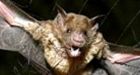 Vampire bats and stroke treatment